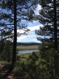 View from the Trail in Truckee 