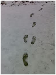 Barefoot Prints in the Snow